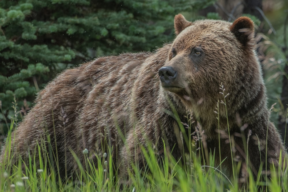 brown bear on green grass during daytime