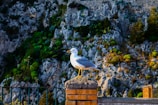A seagull is perched on a brick post, with a natural rock face and lush greenery in the background. The lighting casts a warm glow, enhancing the textures of the rocks and vibrant foliage.