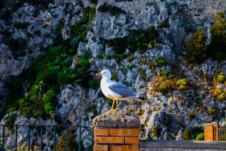 A seagull is perched on a brick post, with a natural rock face and lush greenery in the background. The lighting casts a warm glow, enhancing the textures of the rocks and vibrant foliage.