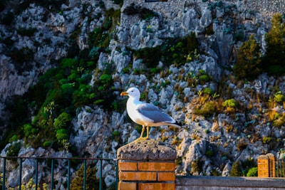 A seagull is perched on a brick post, with a natural rock face and lush greenery in the background. The lighting casts a warm glow, enhancing the textures of the rocks and vibrant foliage.