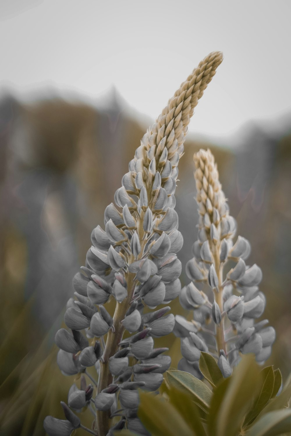 white flower in tilt shift lens