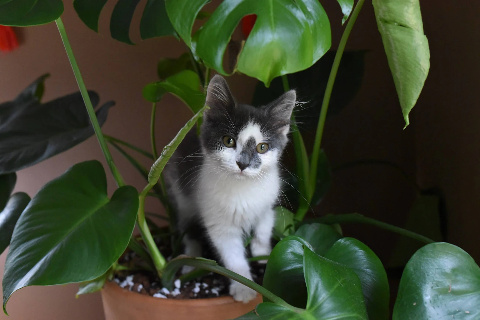 Black and white cat perched on a terracotta plant pot among green foliage