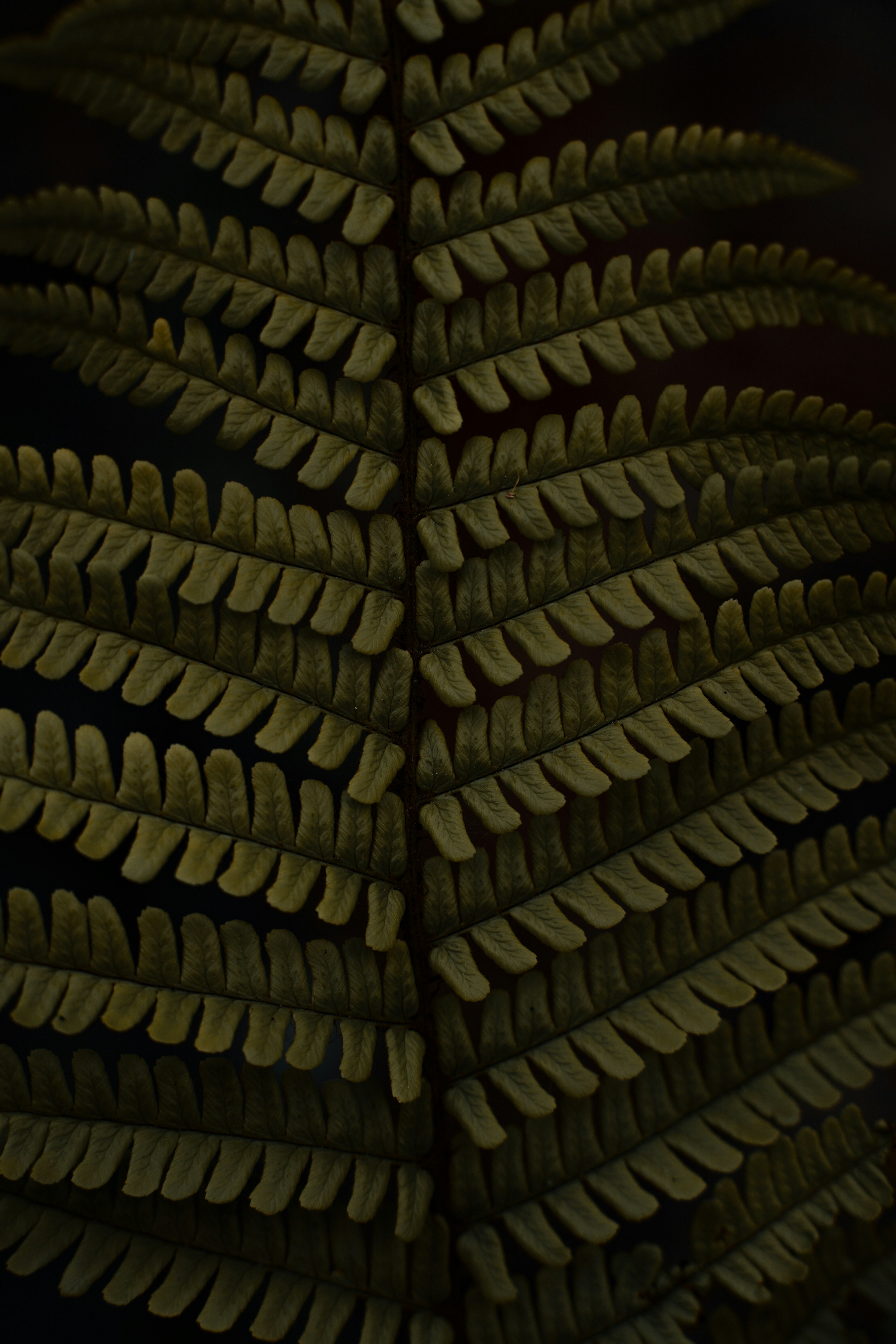 Beacons banner for @loathe