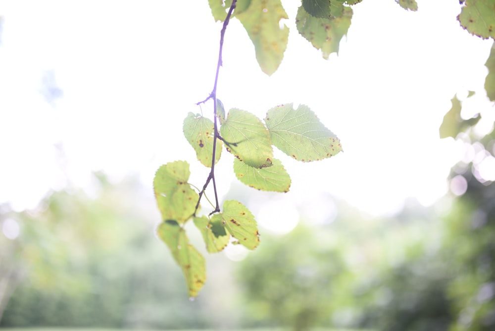 green leaves in tilt shift lens