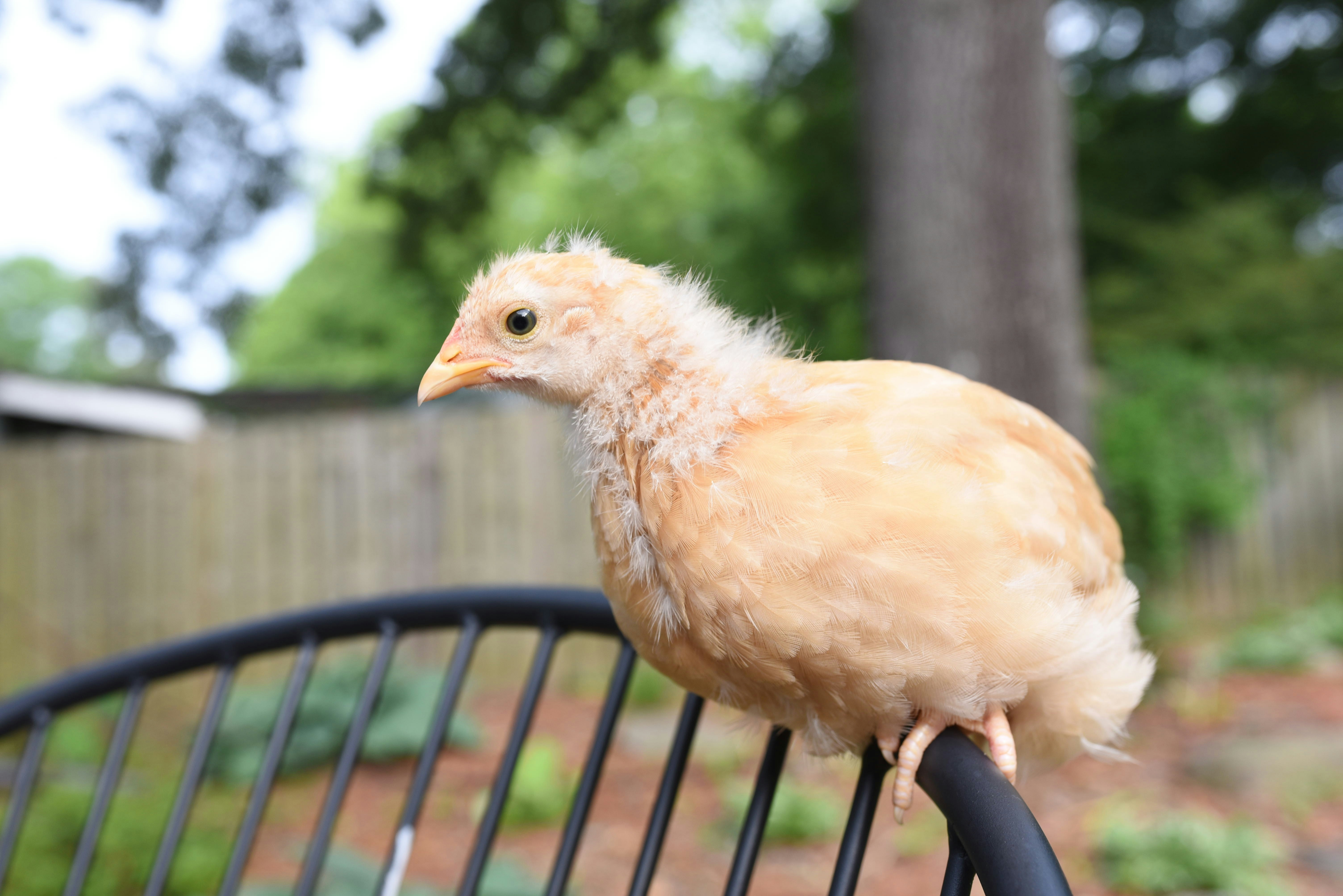 How many different angles can you photograph a chicken from? Over 100! That's how many beautiful HD chicken images you can use totally for free at Unsplash.