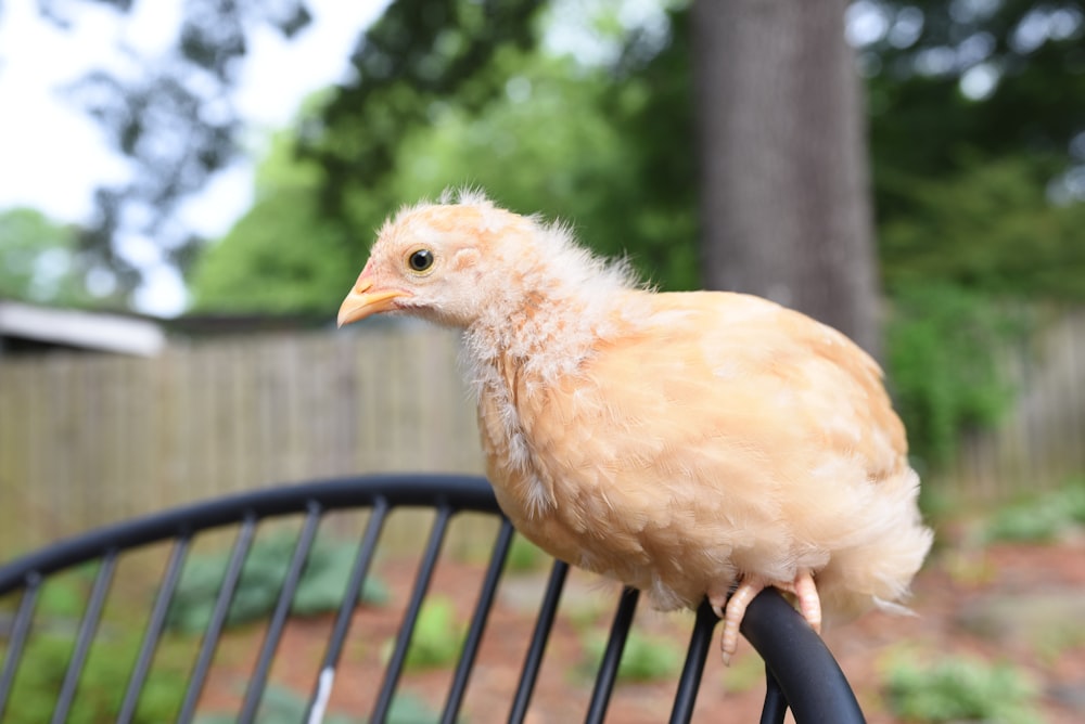 white chicken on black metal fence during daytime