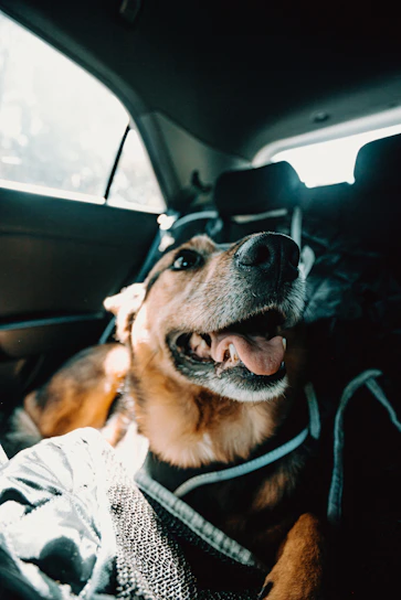A happy dog riding safely in a car seat, looking out the window on a sunny day.