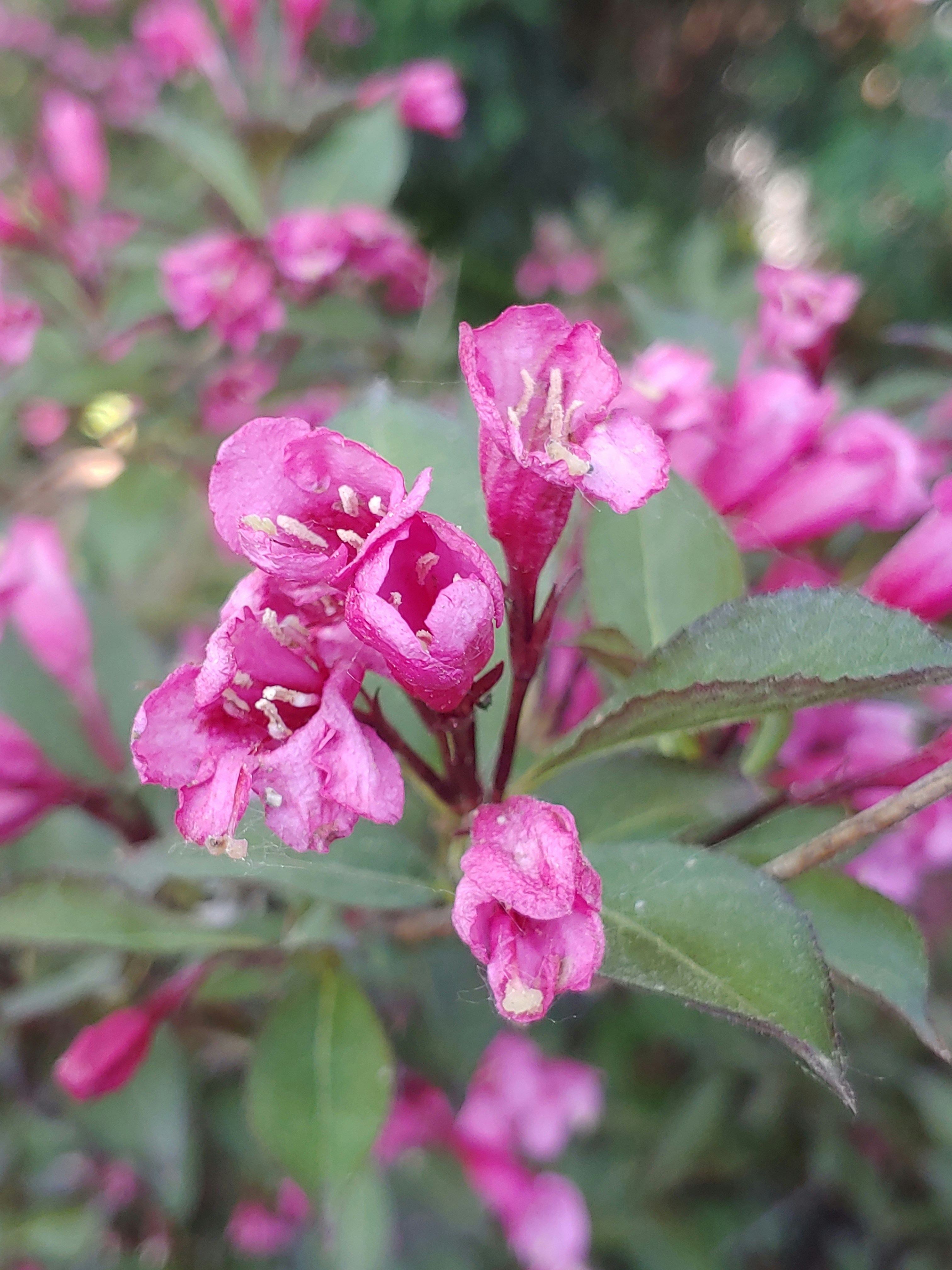 Photo by sschweitzer001