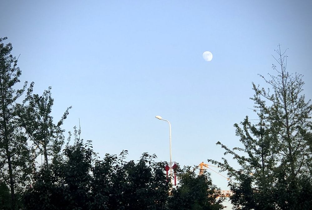 green trees under blue sky during daytime