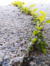 A line of green plants grows through a crack in a rough, textured concrete surface, illustrating resilience and nature's persistence in an urban environment.
