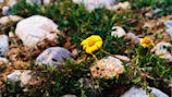 A close-up of a wildflower blooming amidst rocky nature trails.