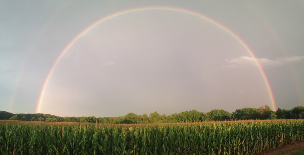 green grass field under rainbow