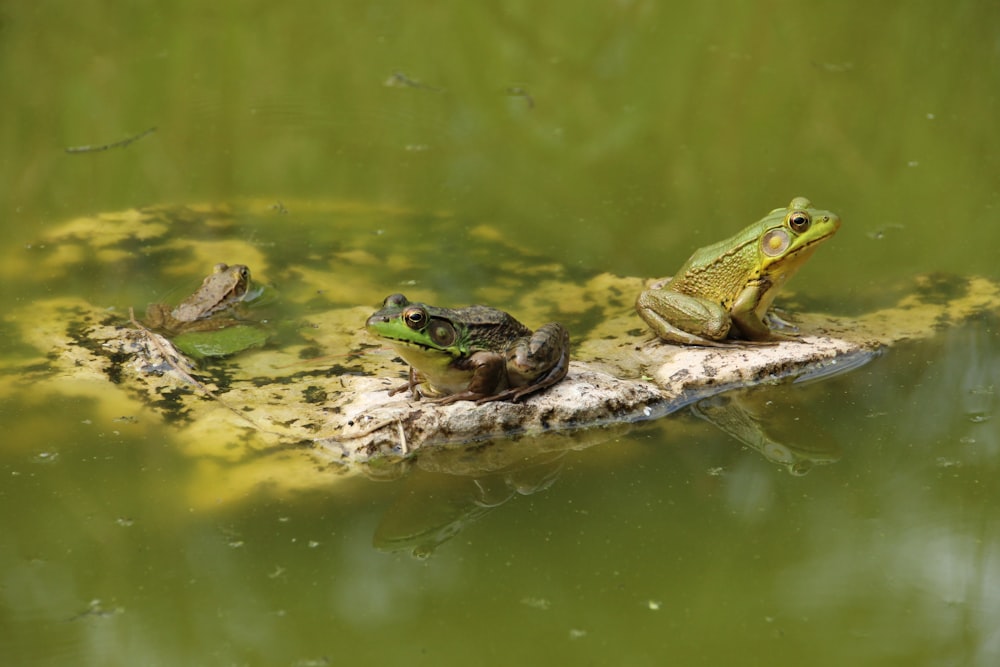 green frog on body of water