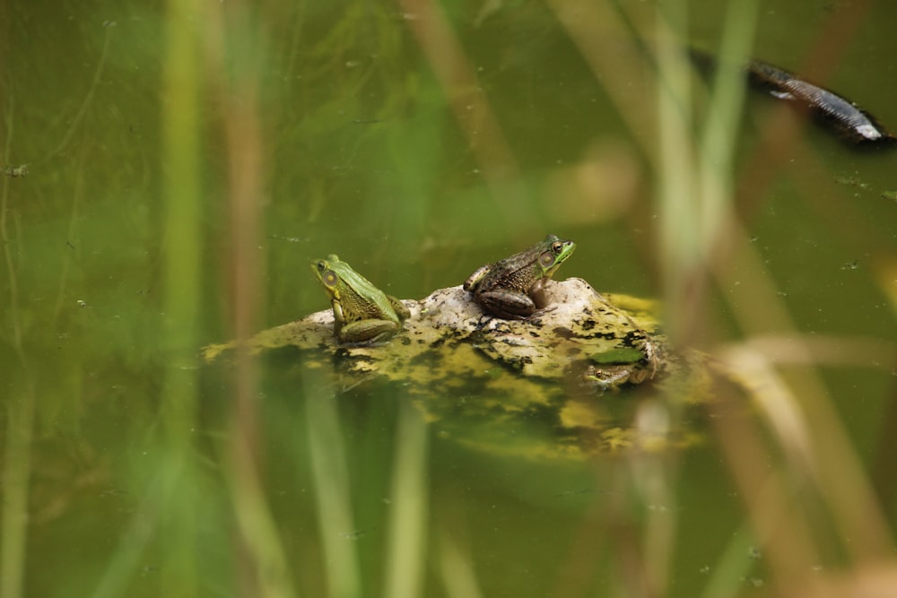 a frog that is sitting on top of a frog