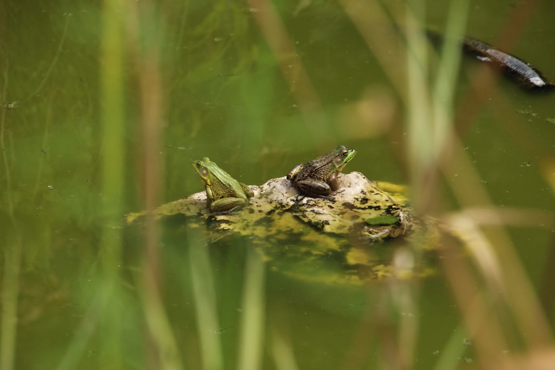 Wildlife photo spot Dundas Toronto Islands