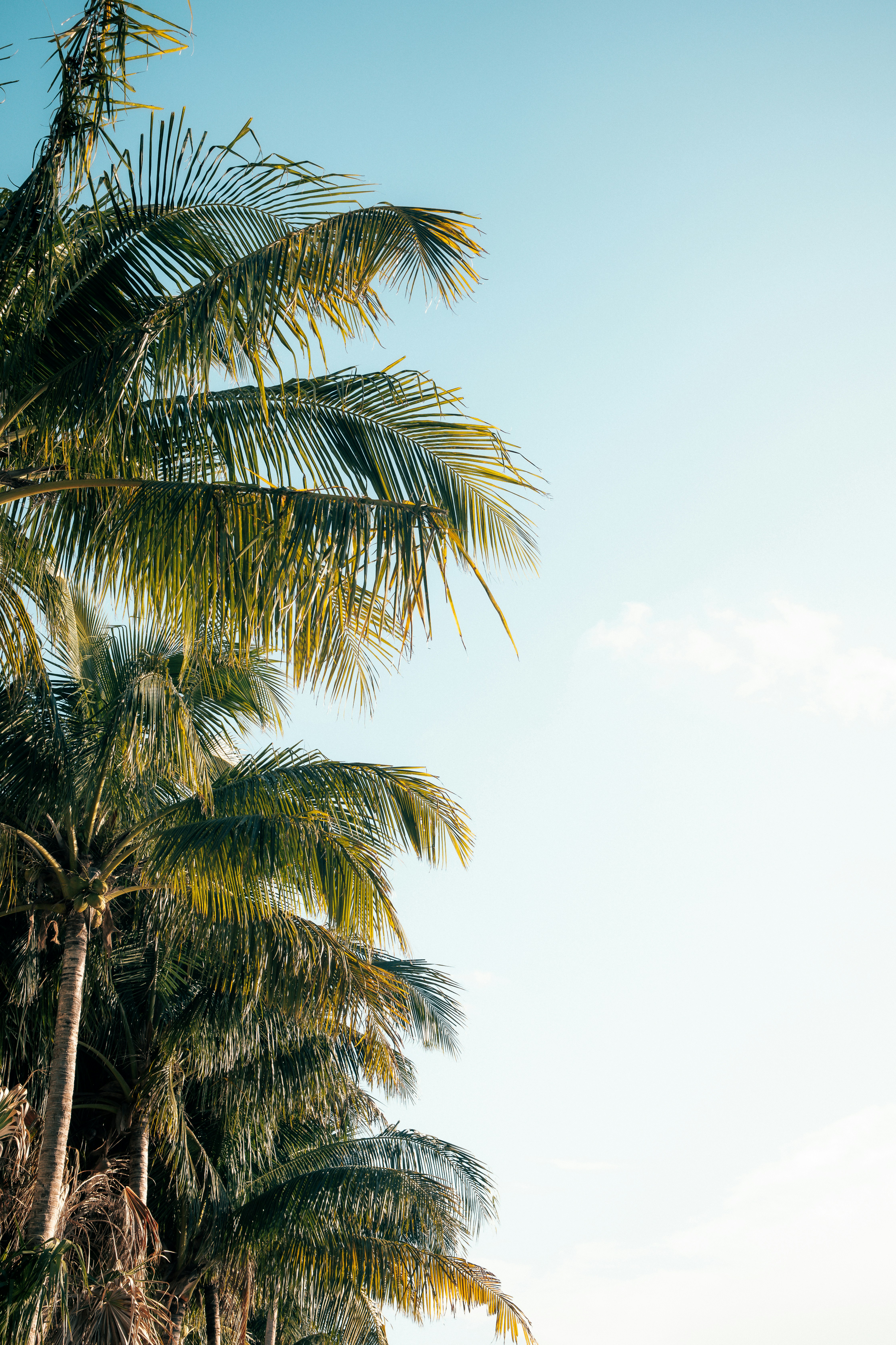 green palm tree under white sky during daytime