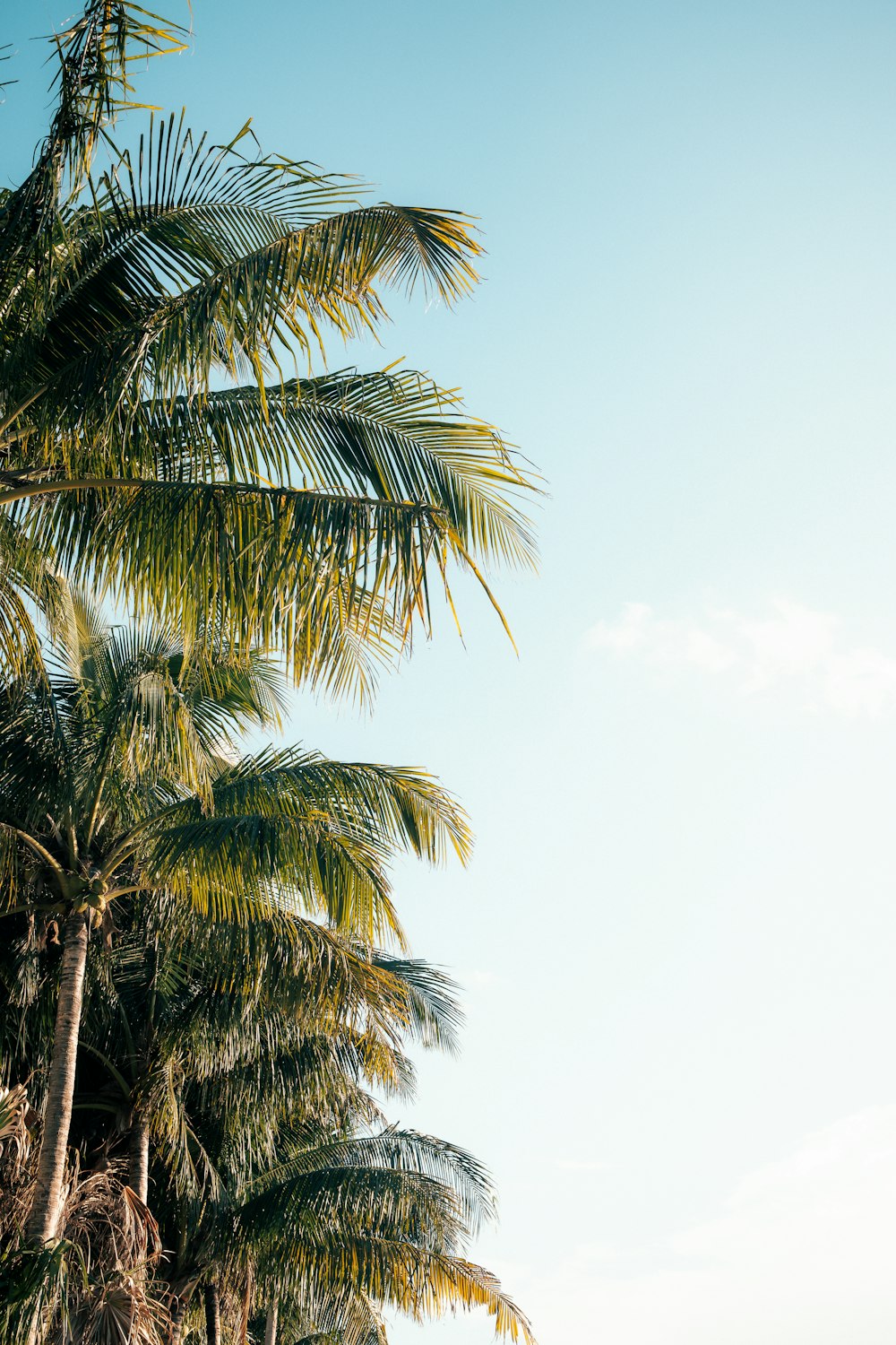 green palm tree under white sky during daytime