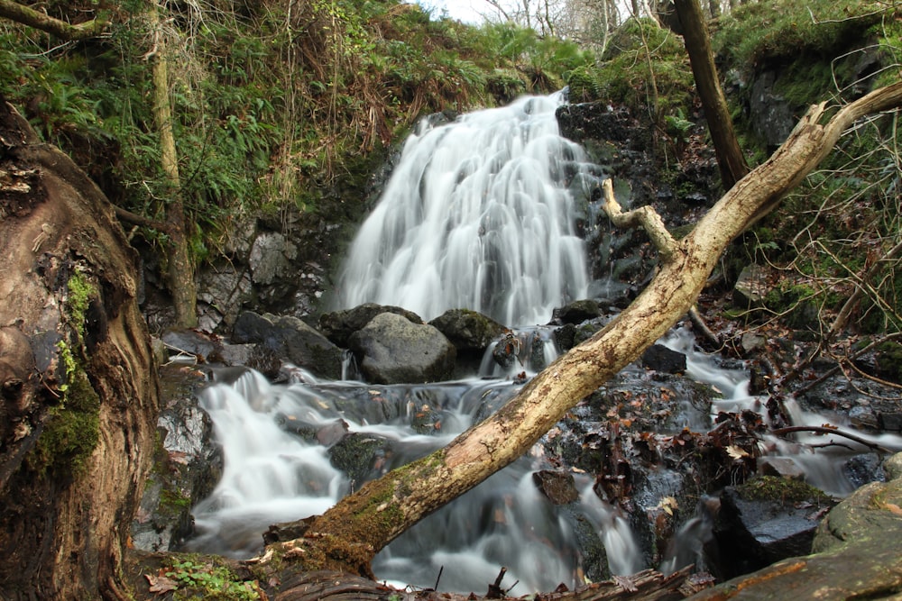 water falls on brown tree trunk