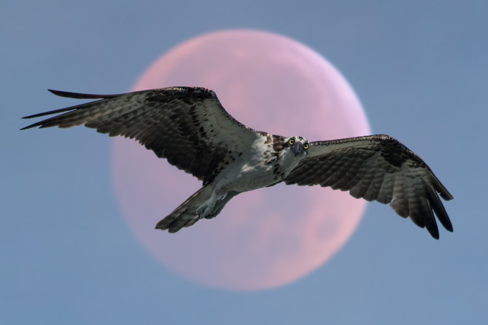 brown and white bird flying