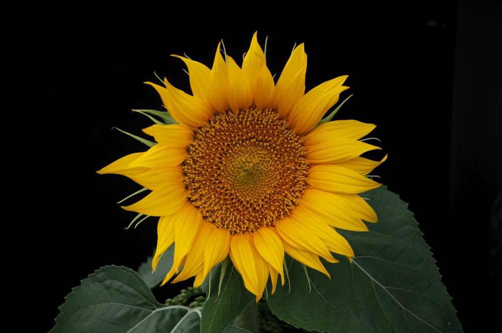 yellow sunflower in black background