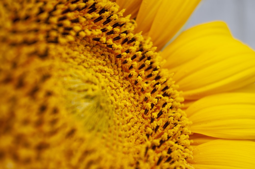 yellow sunflower in close up photography