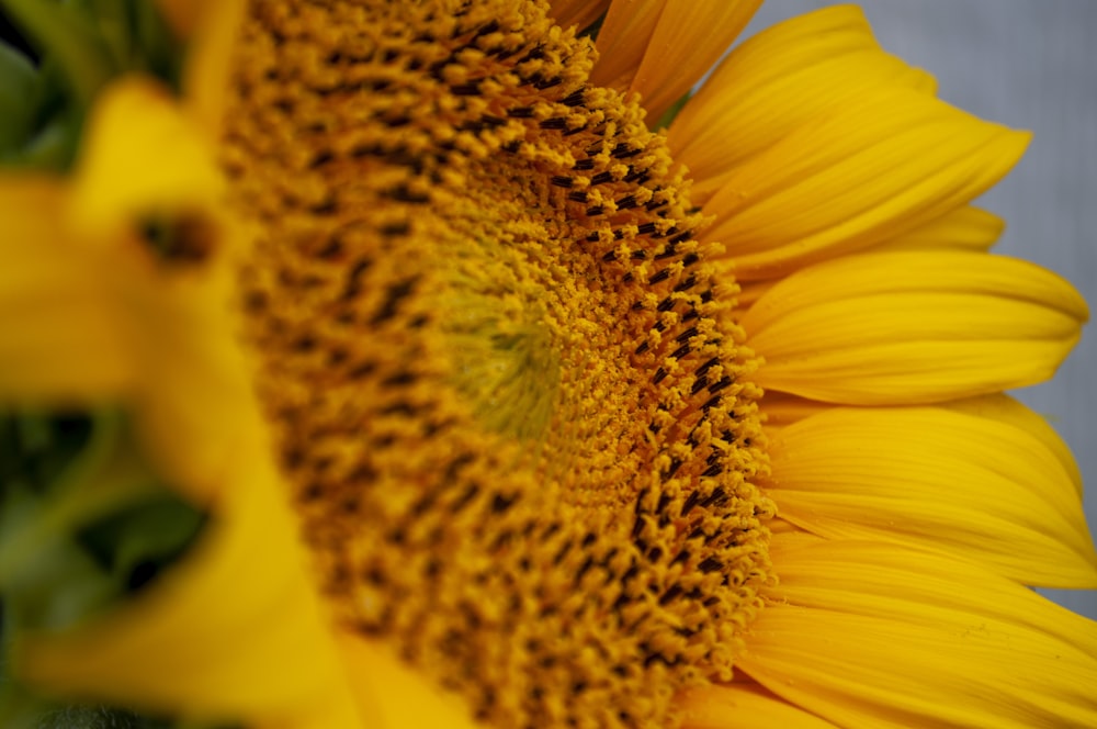 yellow sunflower in close up photography