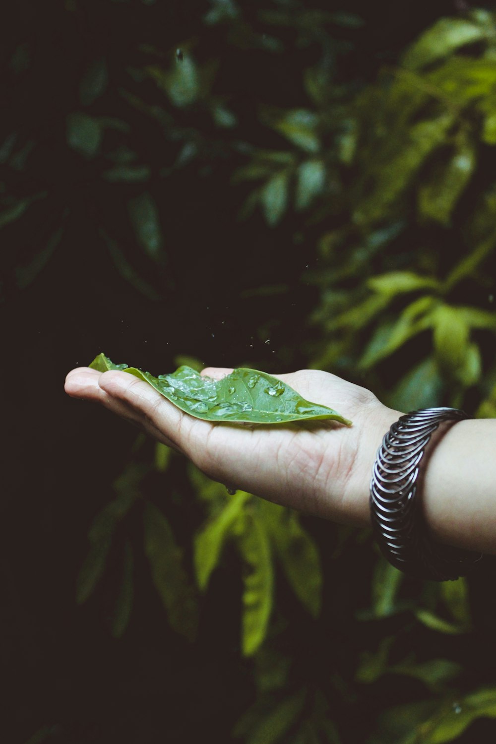 person holding green leaf with water droplets