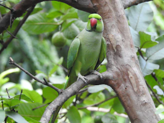 A close-up of a vibrant green parrot perched on a tree branch near the lodge.
