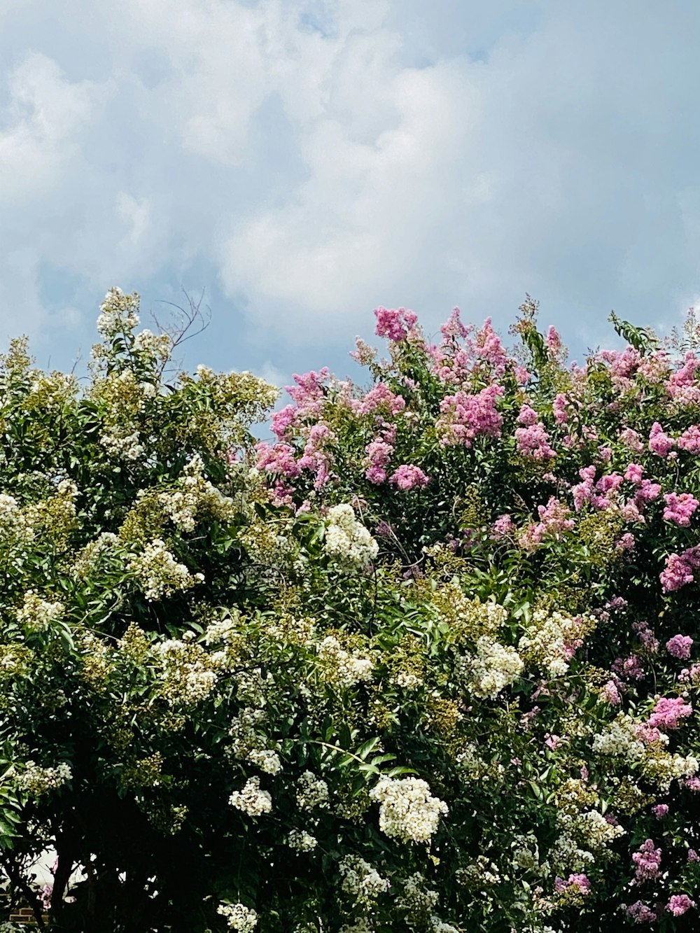 pink and white flowers under blue sky during daytime