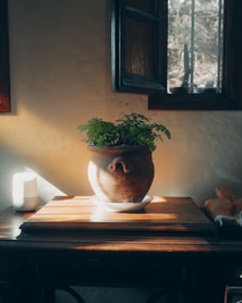 green plant on brown wooden table
