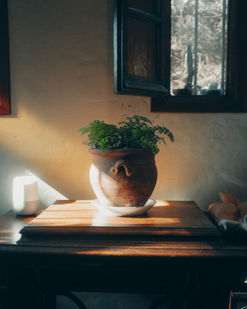 Planta verde sobre mesa de madera marrón