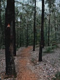 A serene forest path is lined with tall trees that have dark trunks. The ground is covered with fallen leaves, creating a natural carpet. The path gently curves and invites exploration into the dense woodland. The atmosphere is tranquil, with a sense of solitude and connection with nature.