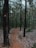 A serene forest path is lined with tall trees that have dark trunks. The ground is covered with fallen leaves, creating a natural carpet. The path gently curves and invites exploration into the dense woodland. The atmosphere is tranquil, with a sense of solitude and connection with nature.