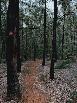 A serene forest path is lined with tall trees that have dark trunks. The ground is covered with fallen leaves, creating a natural carpet. The path gently curves and invites exploration into the dense woodland. The atmosphere is tranquil, with a sense of solitude and connection with nature.