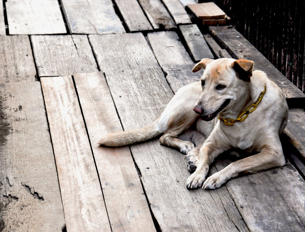 yellow labrador retriever lying on wooden floor