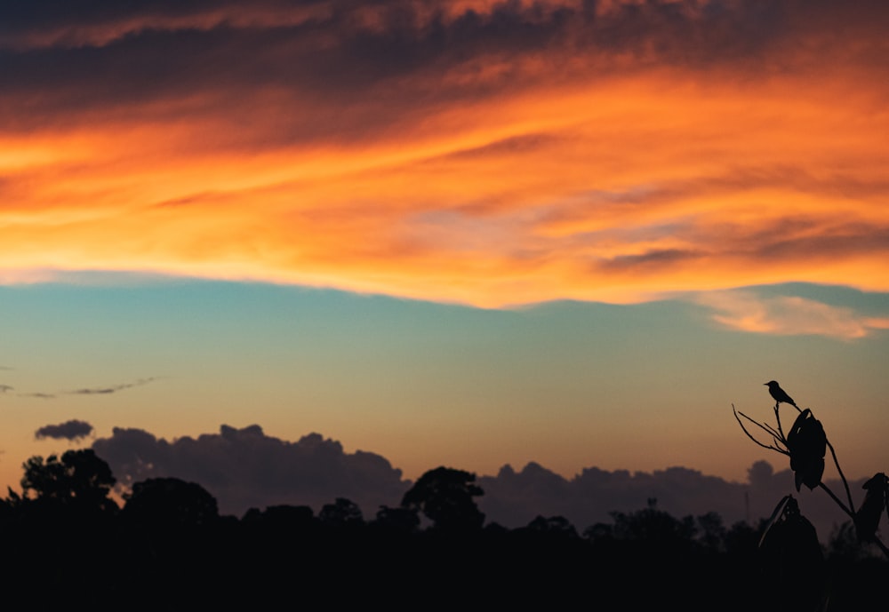 silhouette of trees during sunset