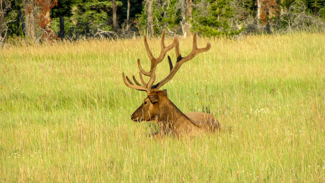 Hunter in mountain elk habitat during muzzleloader season