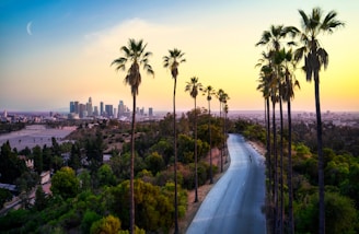 green palm trees near city buildings during daytime