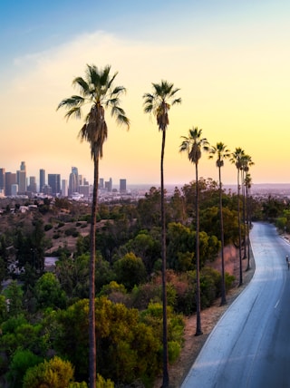 green palm trees near city buildings during daytime