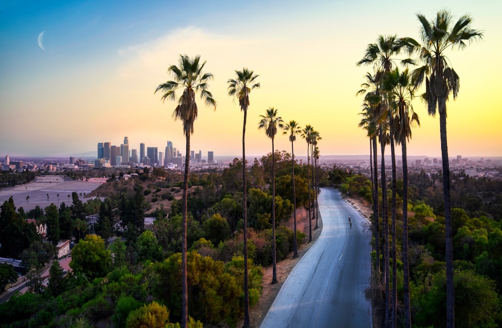 green palm trees near city buildings during daytime