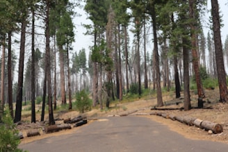A forest scene with tall, slender trees spaced apart, showing a mix of vibrant green and some charred trunks. The ground is covered with dry grass and scattered logs lay near a paved path, indicating a possibly affected area recovering from a fire.