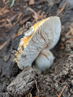 Close-up of a vibrant mushroom grow kit with fresh mycelium spreading across the substrate.