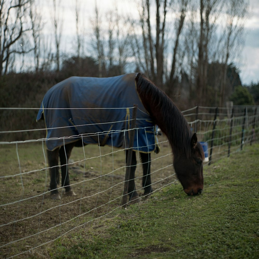 brown horse on green grass field during daytime