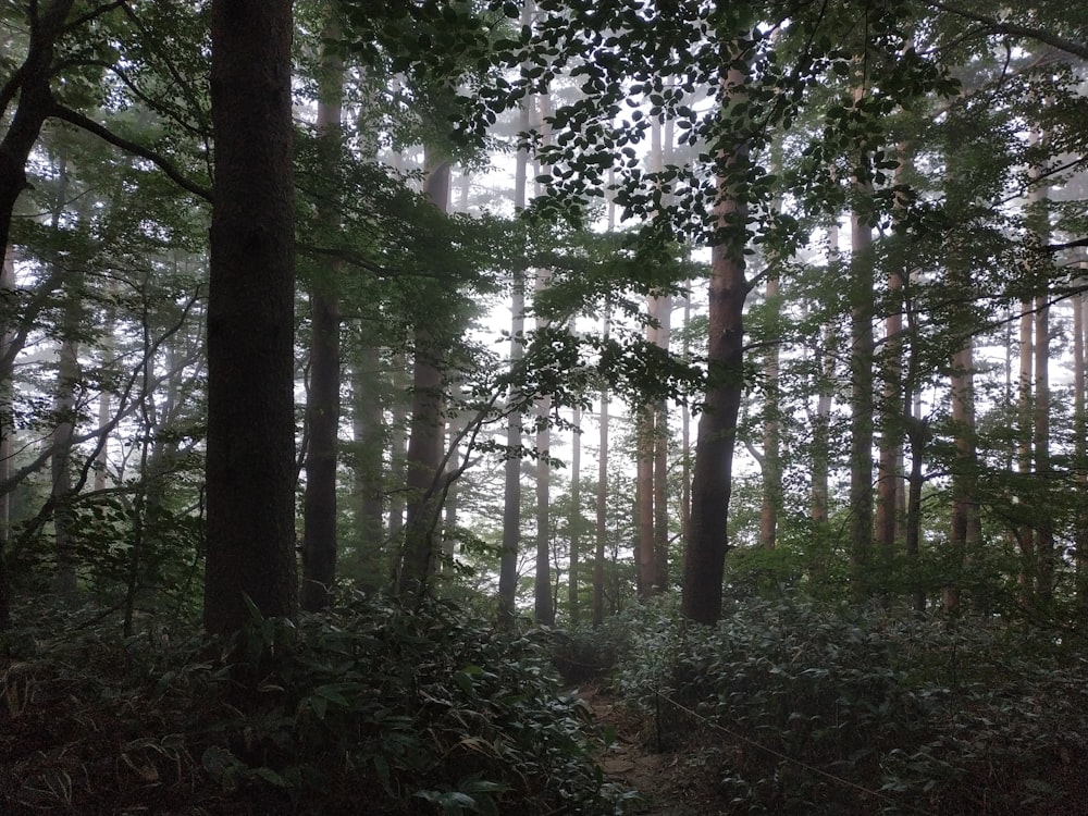 green trees on forest during daytime