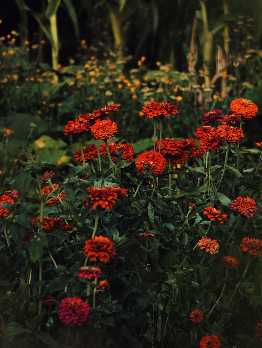 red and yellow flowers in bloom during daytime