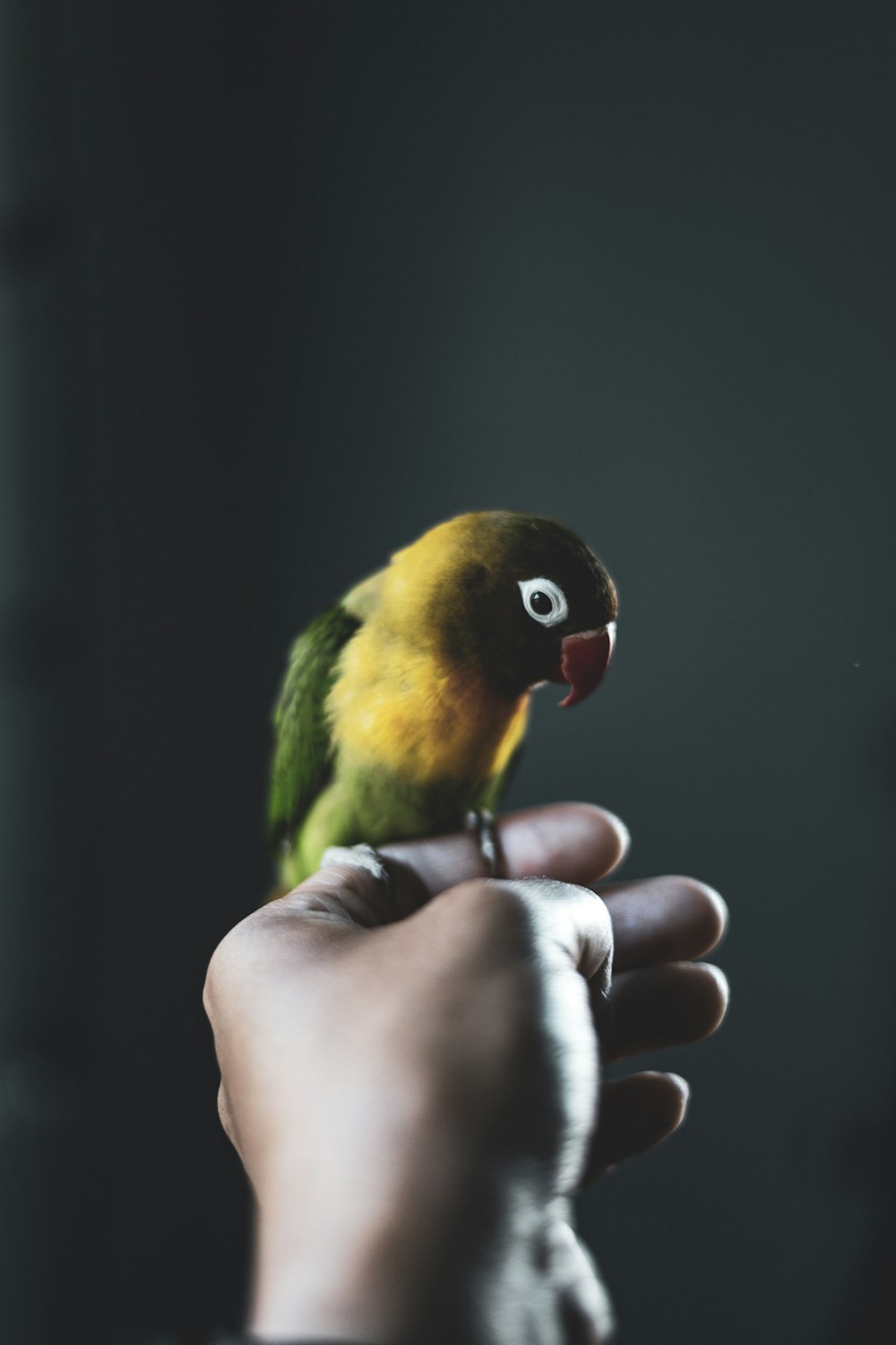 uccello giallo, nero e verde
