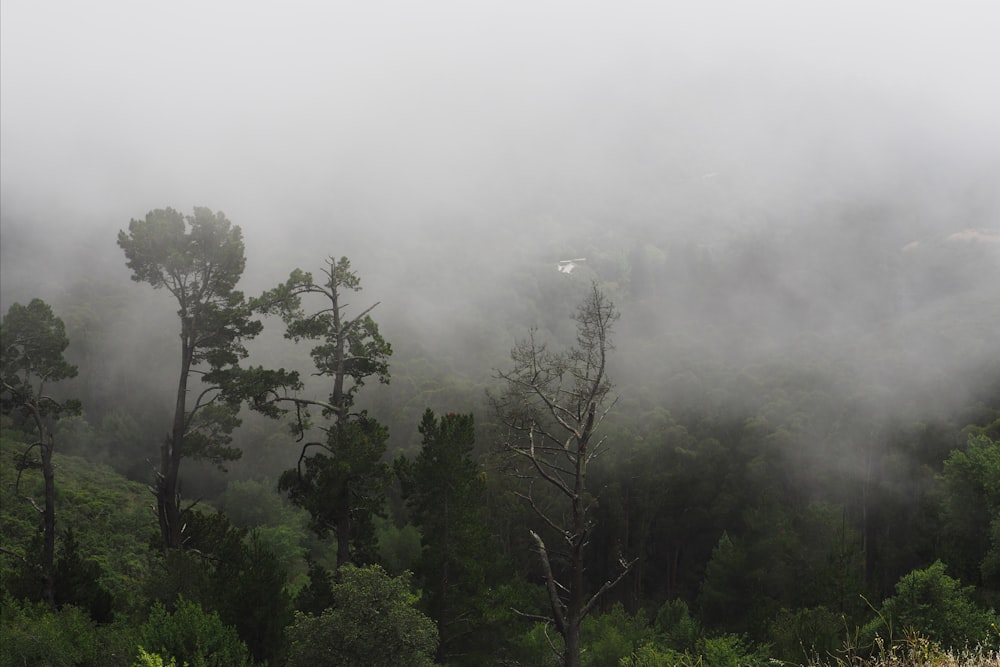 green trees under white sky during daytime