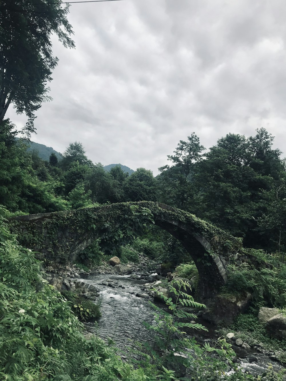 green trees beside river under cloudy sky during daytime