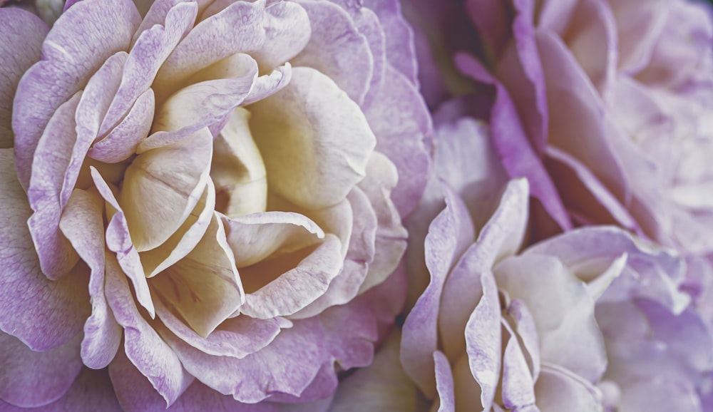 pink and white flower in macro photography