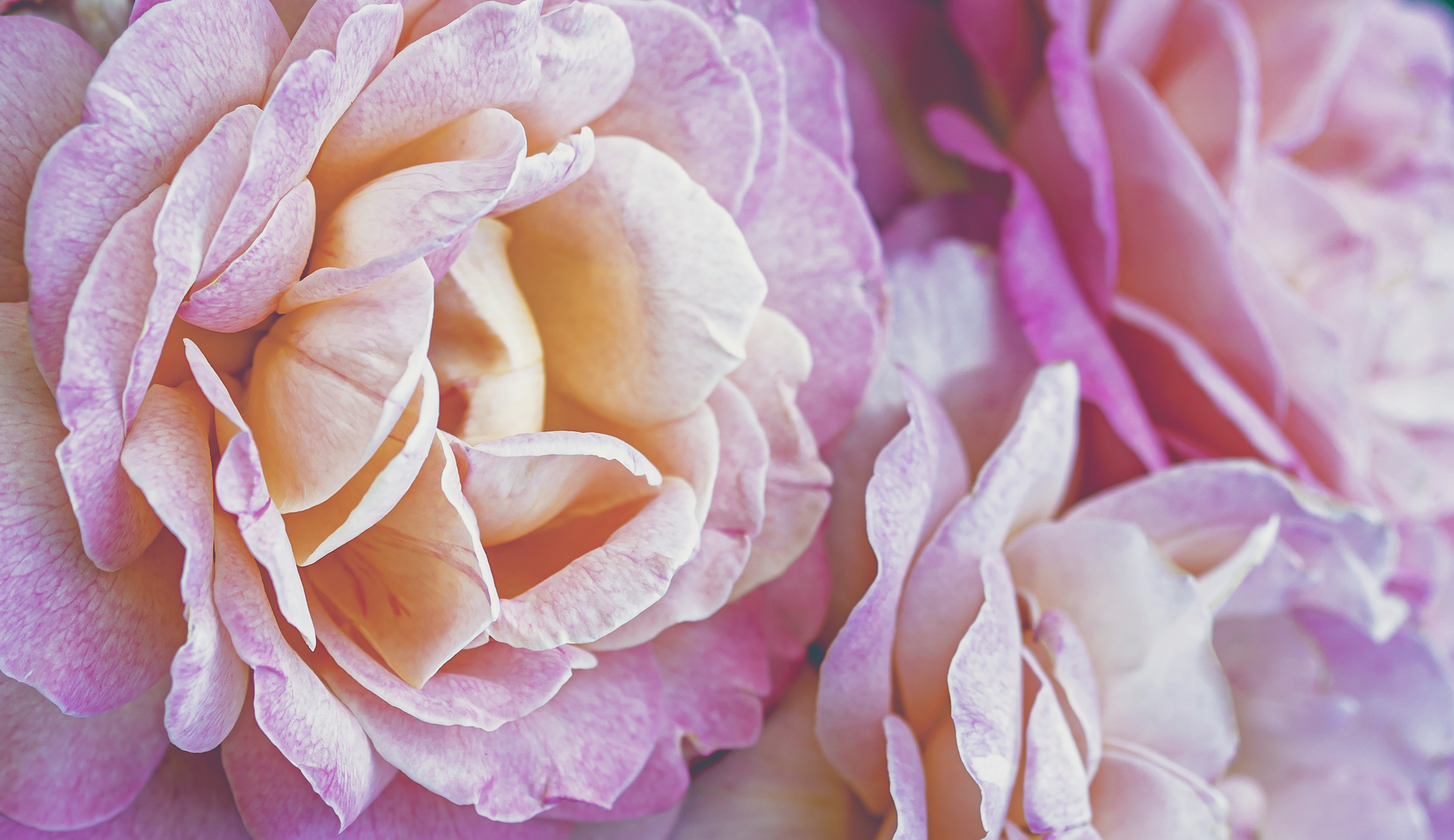 pink and white flower in macro photography